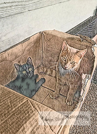 Mango and Raven