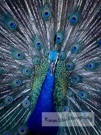 shimmering eyes