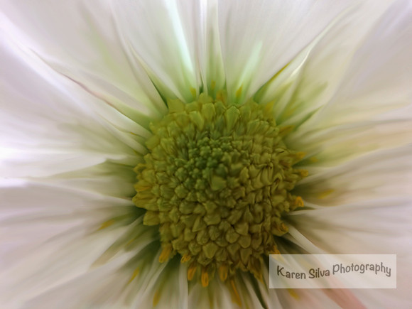 White Chrysanthemum