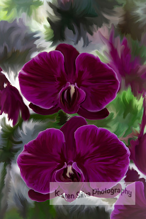 Purple Phalaenopsis