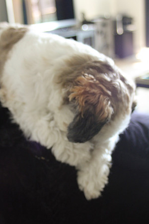 Bosco