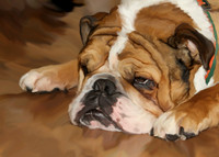 Capture in Time - Dogs