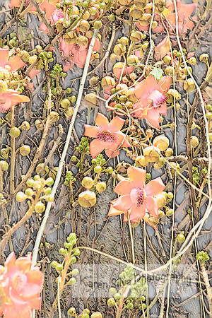 cannonball tree