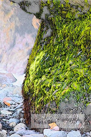 Natures Emerald