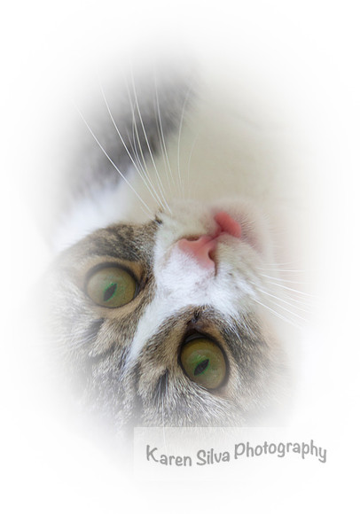 Nala #3
