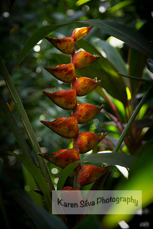 Heliconia bihai