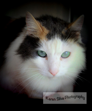 Power Puff