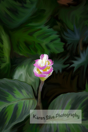 Curcuma longa L