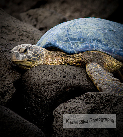 Blue Back Honu