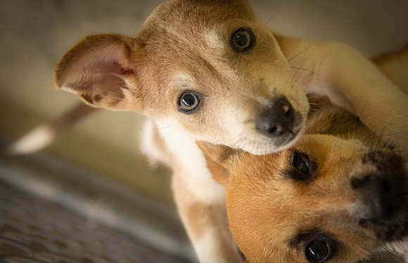 Puppy Eyes
