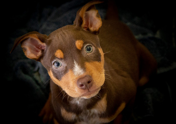 Fred