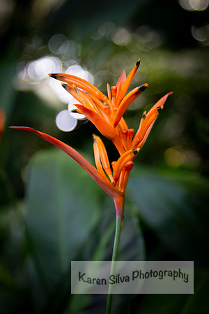 Heliconia Parakeet Flower