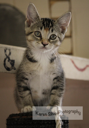 Kitty 2