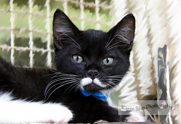 Zorro #3