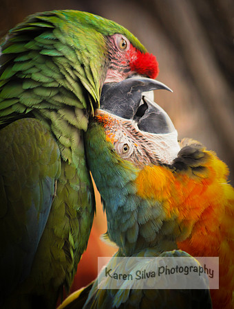 Jungle Love