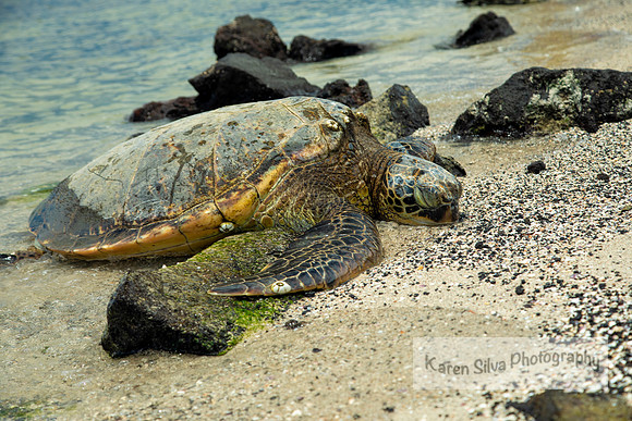 Turtle Time