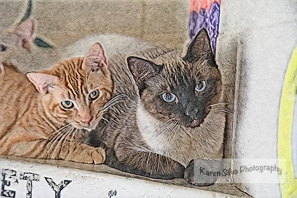 KeDa, Salt and Alpaca