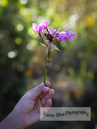 Philippine Ground Orchard