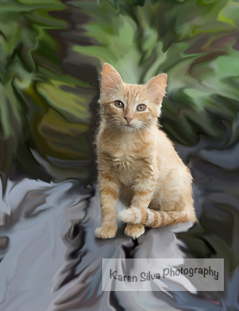 Feral Kitten