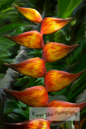 Heliconia bihai (red palulu)