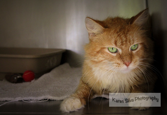 Garfield