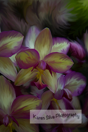 Dendrobium orchid