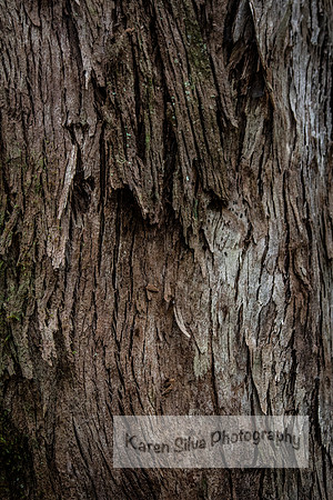 Bark
