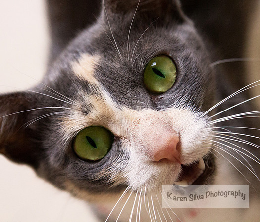 Meow!