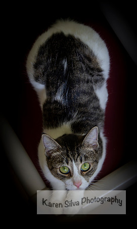 Nala #4