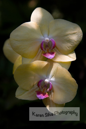 Doritaenopsis (Yellow Beauty)