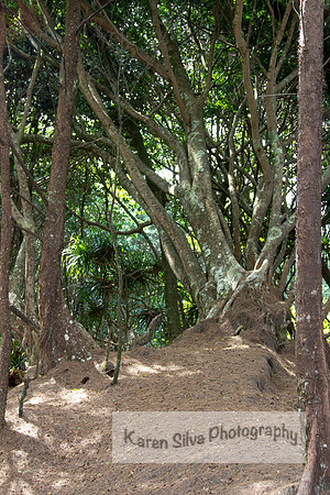 A Hidden Path