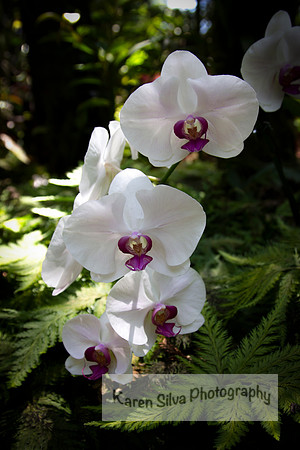 Doritaenopsis
