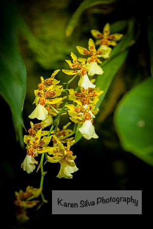 Oncidium Orchid