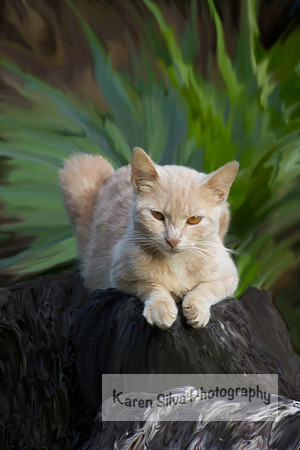 Cream Kitty Mama