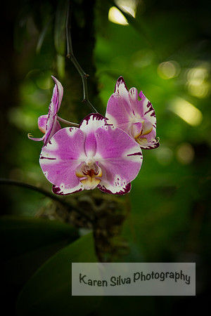 Phalaenopsis (moth) orchids