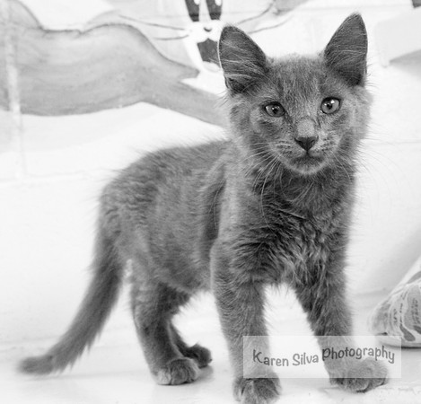 Little Grey
