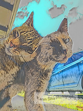 Two Cats Love