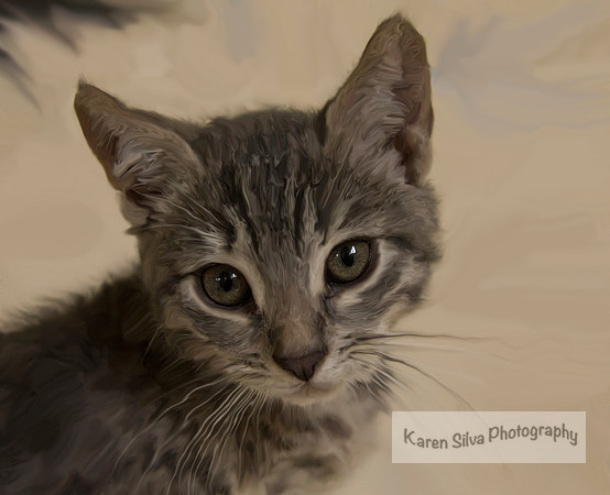 Kitty
