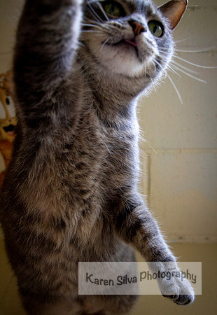 Normal #4