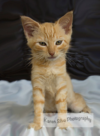 Feral Kitten 1