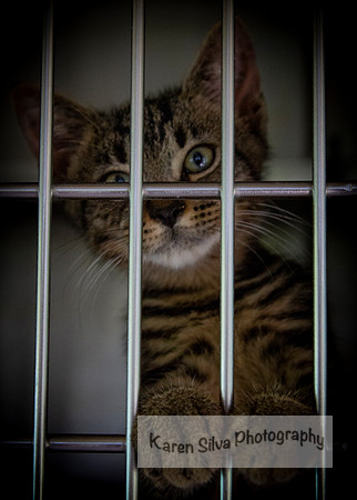 Gizmo #3