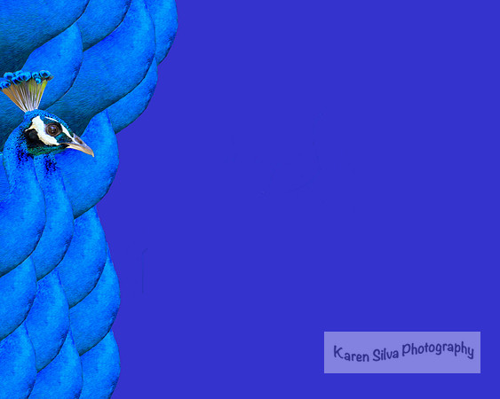 Peacock Blue