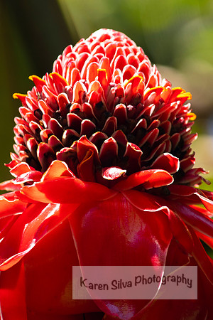 Torch Ginger