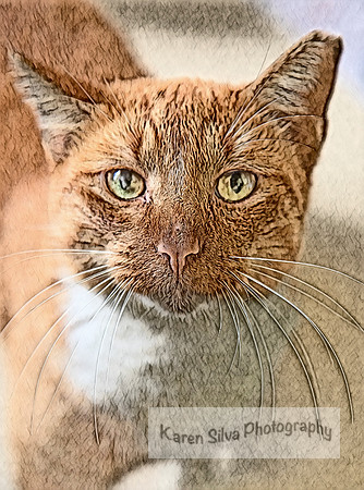 Mewow