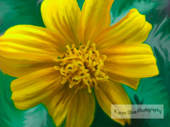 Yellow Flower