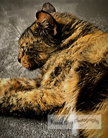 momma kitty