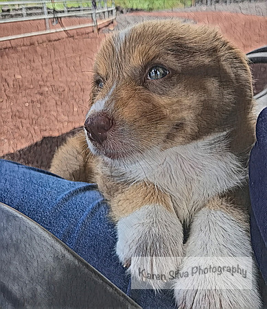 Puppy love