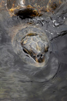 Captured in Time - Other Animals