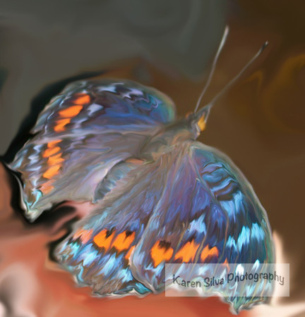 Commodore Butterfly