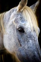 Hukulani - Beyond The Gaits Herd